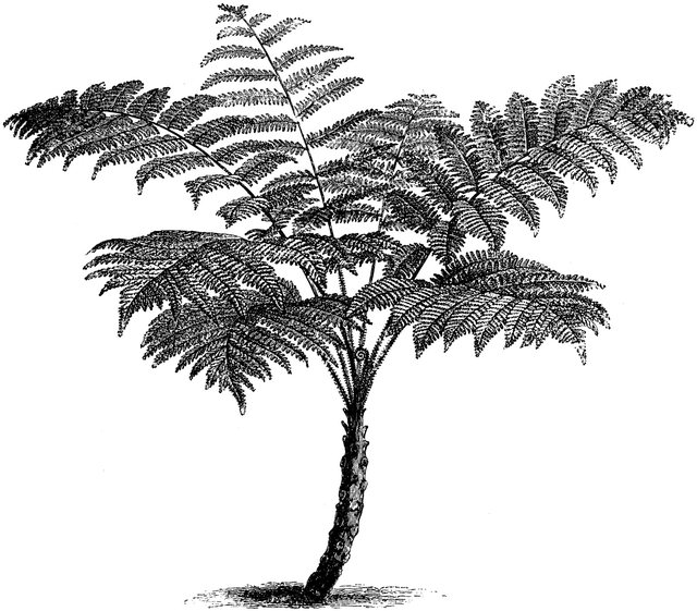 aculeate