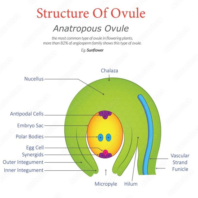 anatropous
