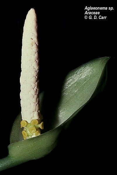 androecium