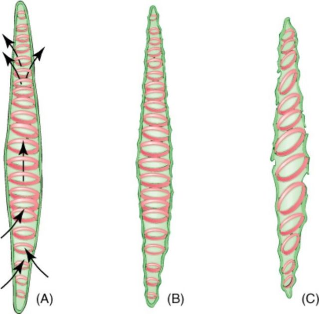 annular