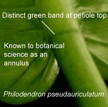 annulus