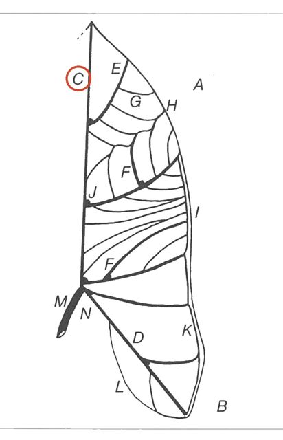 anterior costa