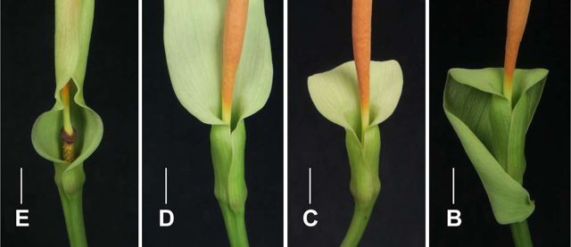 anthesis