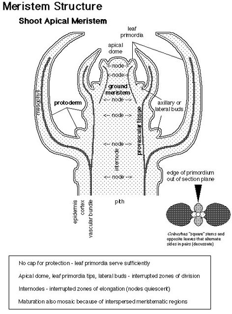 apical meristem
