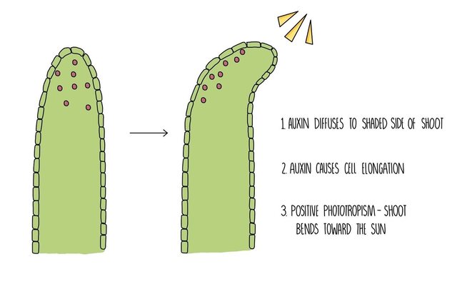 auxin