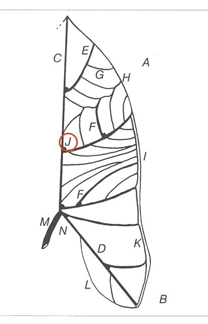 axillary gland