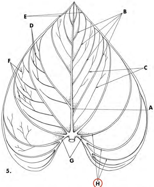 basal vein