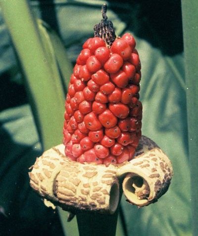 berry