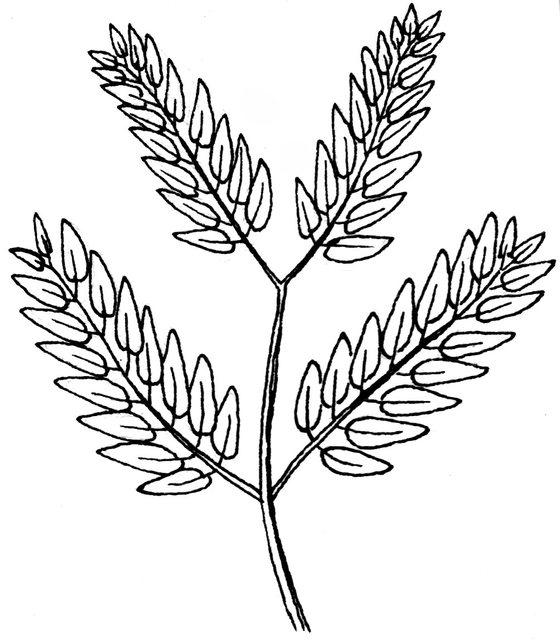 bipinnate