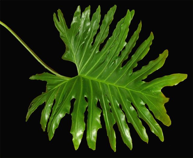 bipinnatifid