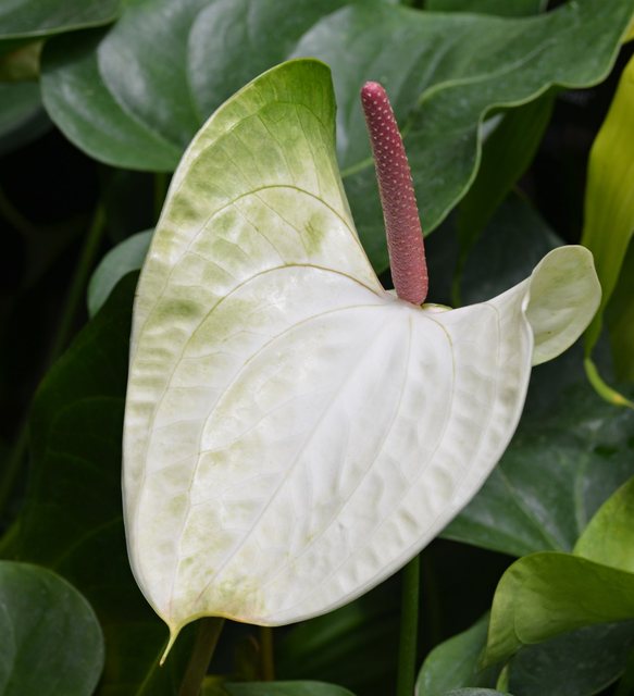 bisexual inflorescence