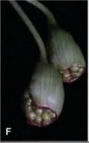 campanulate