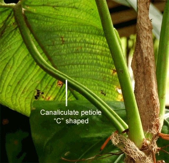 canaliculate