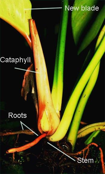cataphyll