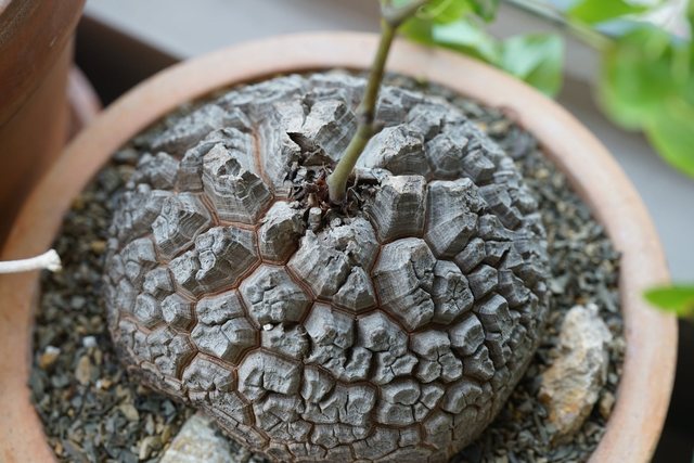 caudex