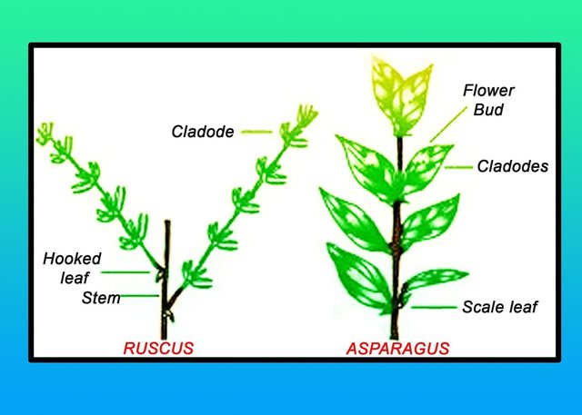 cladode