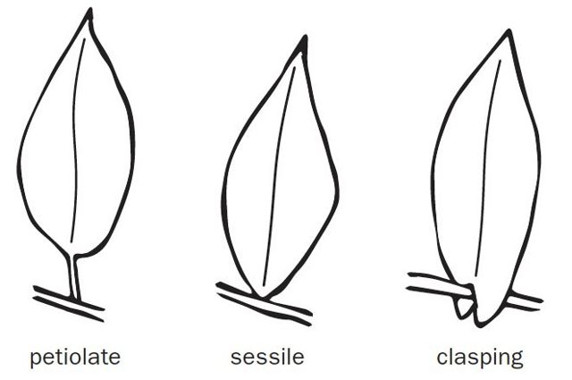 clasping