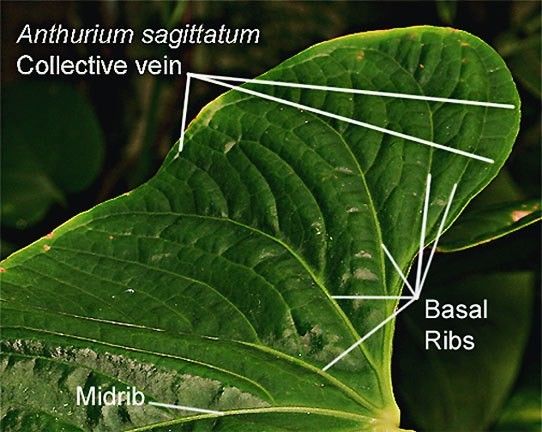 collective vein
