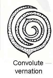 convolute