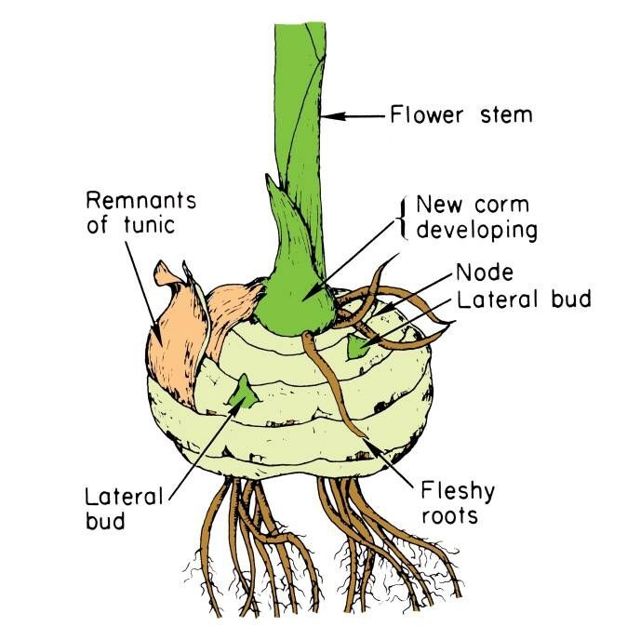 corm