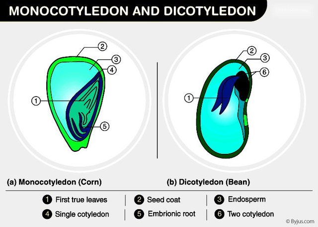 cotyledon