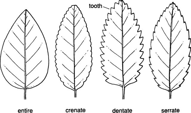 crenate