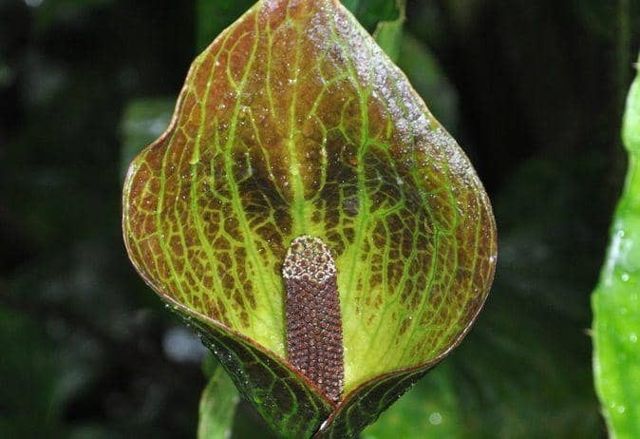 cucullate