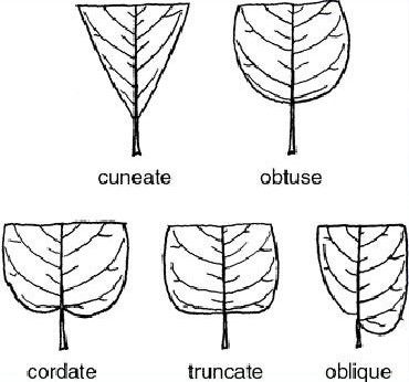 cuneate