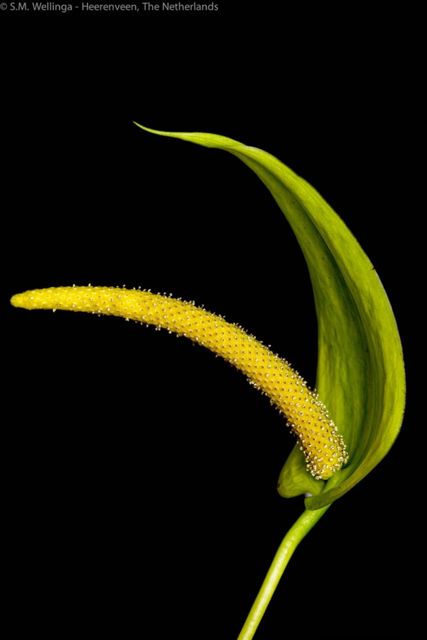 declinate