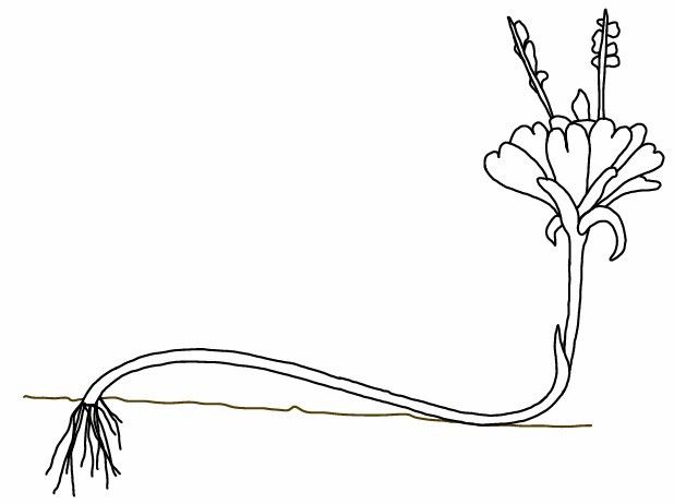 decumbent