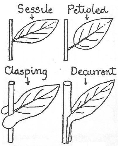 decurrent