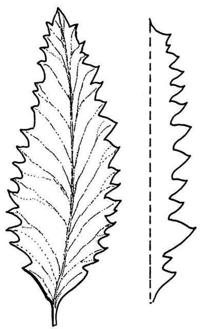 dentate