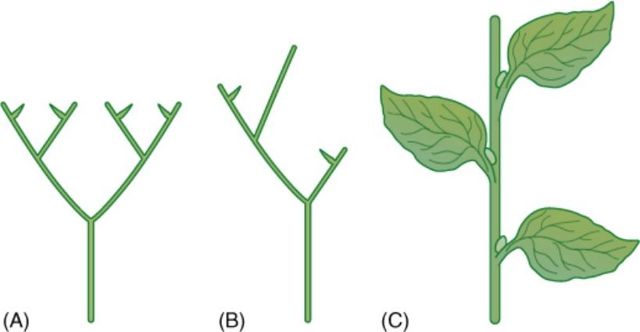 dichotomous