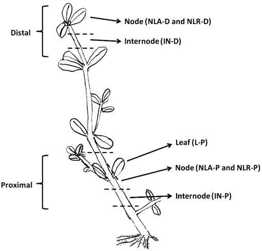 distal