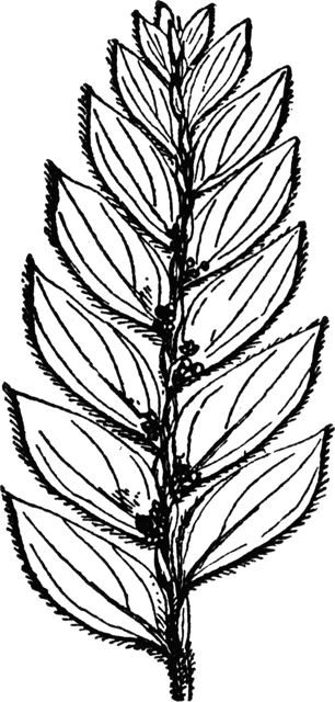 distichous