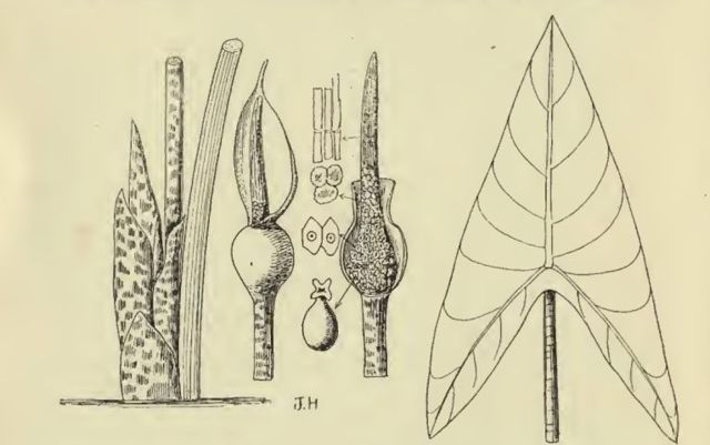 divaricate