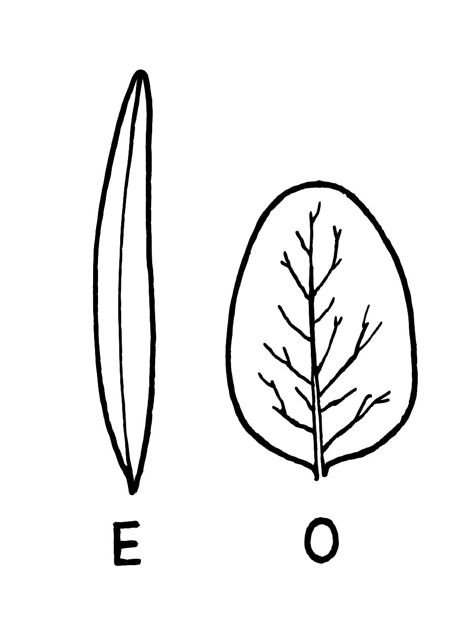 elongate