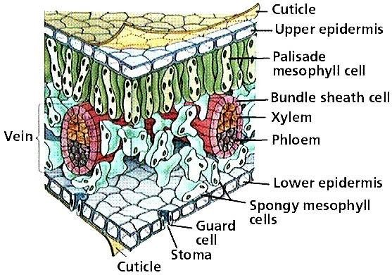 epidermis