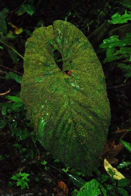 epiphyllar