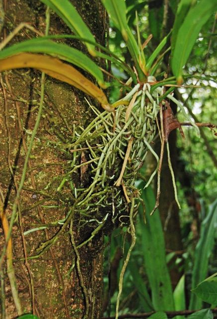 epiphyte