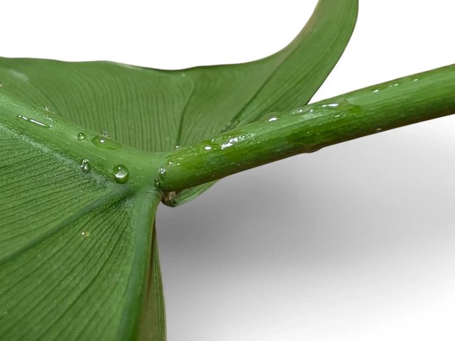 extrafloral nectary