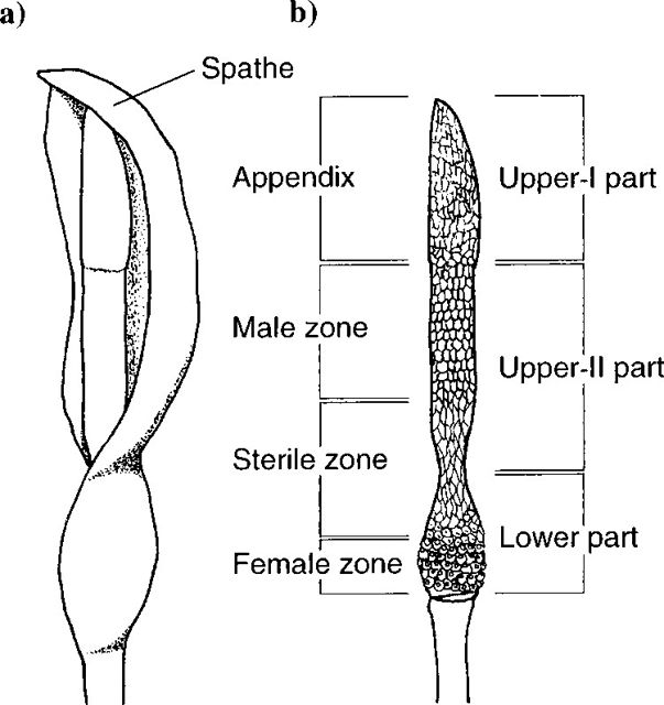 female zone