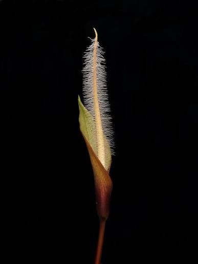 filiform