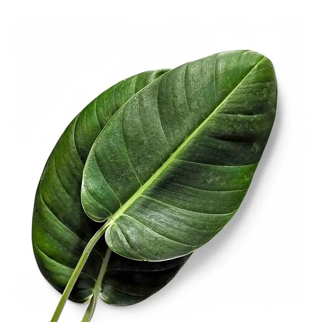 foliage leaf