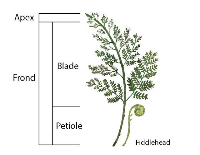 frond