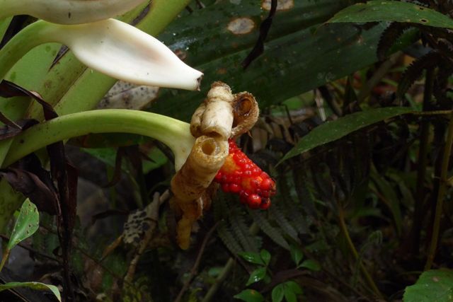 fruiting spathe