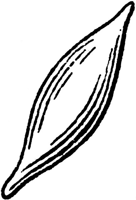 fusiform
