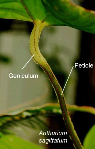 geniculate