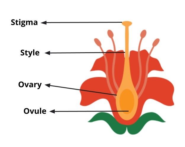 gynoecium
