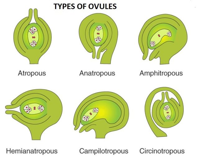 hemianatropous